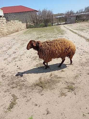 qara ag quyruq: Erkək, Qala, il: 1, Damazlıq, Ünvandan götürmə — 1