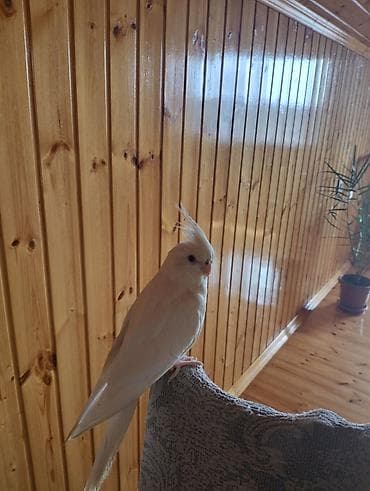 самуин ван: Növ: Nimfa tutuquşusu (Cockatiel), albino/lutino-ağ rəng Rəng: Tam ağ — 4