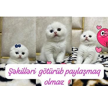 cuce yemi: Şotland — 1