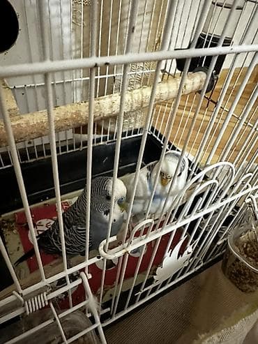 quş yuvası: 7/24 yaza bilersiniz başqa boyuk Qefesle beraber verilir 1 cüt de — 4