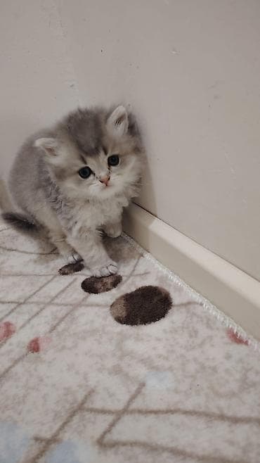 Cins: uzun tüklü, boz-krem rəng çalarlarında balaca pişik balaları