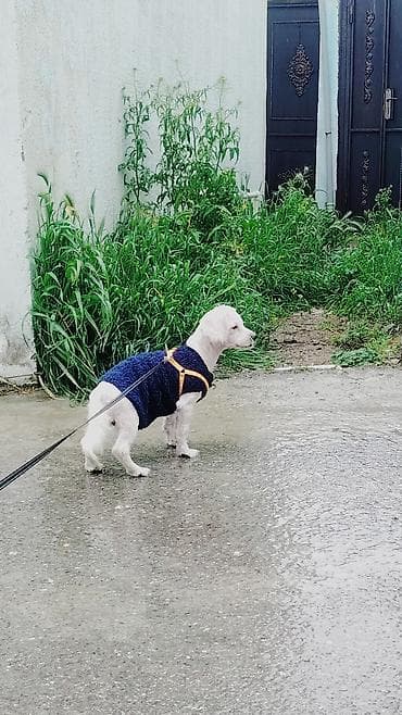 qara afcarka: Malta bolonka, 4 ay, Erkek, Sənədli — 3