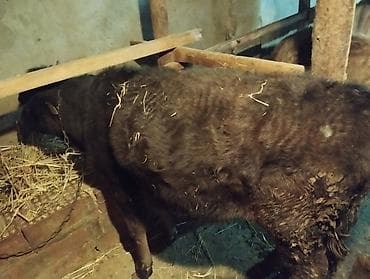 ag at satilir: Danalar satilir 90 kq usdu etleei var. tecili satilir mallar Gilezide — 3