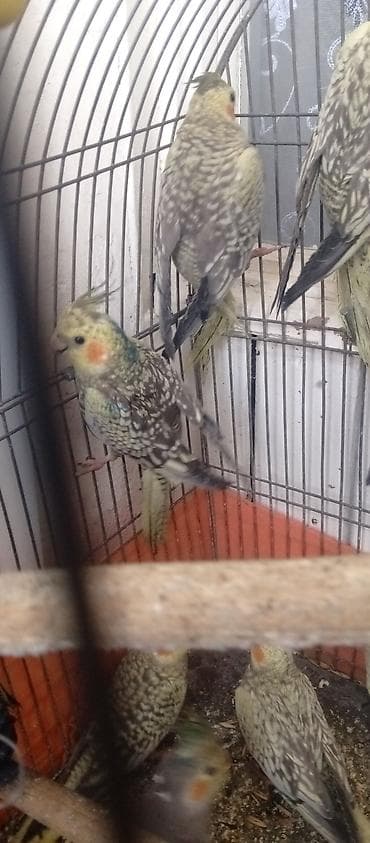 tutuquşu danışan: Tutuquşu Korella. ( Sultan ) Sarı quşlar 35 manat Boz quşlar 30 manat — 7