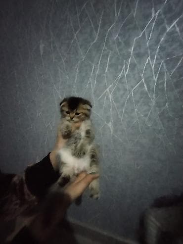 qara qoyun: Şotland yastı qulaq — 8