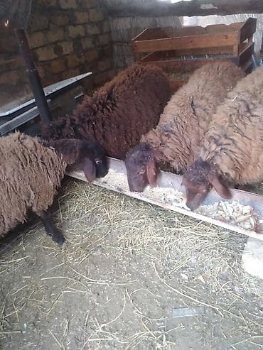 Коровы, быки: Qoyunlar – yerli cins, qəhvəyi rəngli, uzun və qalın yunlu — 3