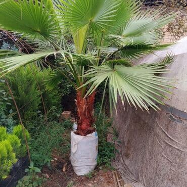 bitki satışı: Leylandra tingi - Növ: Thuja/ardıc tipli dekorativ iynəyarpaq — 8