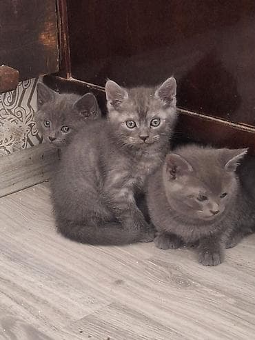 pişik yemeyi: Boz rəngli pişik balaları - Növ: Ev pişiyi (qısatüklü) - Rəng — 2