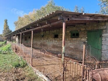 novxanıda həyət evləri: Kənd təsərrüfatı — 19