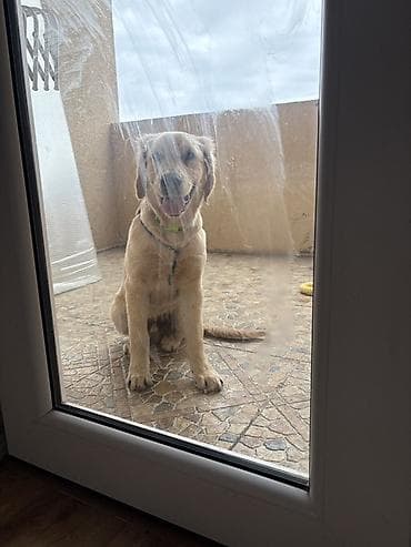 İtlər: Retriever, 5 ay — 3