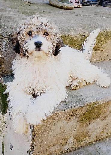 pitbul bala: Maltipu balasi qurd dermani ve peyvendi vurulub tam saglamdi oz — 2