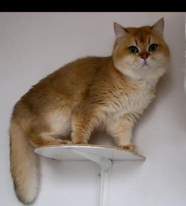 arı şəkilləri: Qızıl şinşilla, Yaxşı əllərə, Pulsuz çatdırılma — 14