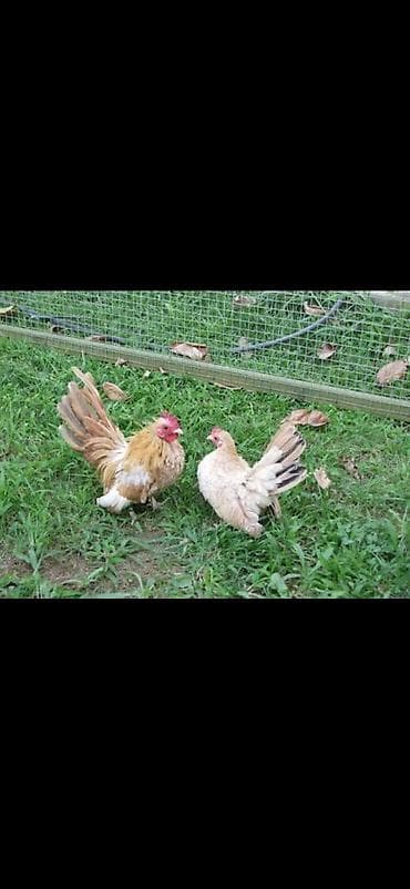 toyuq qiymetleri: Toyuq, Damazlıq — 1