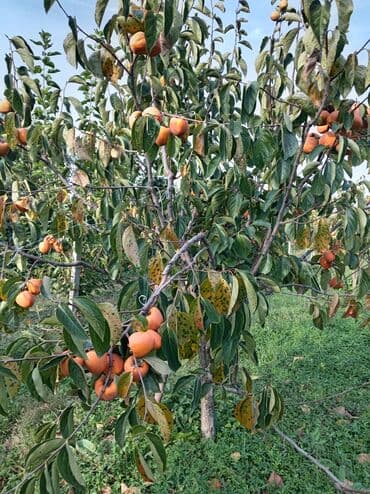 qaradağ rayonu sahil qəsəbəsi: 50 sot, Mülkiyyətçi, Kupça (Çıxarış) — 2
