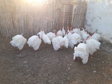 cuce ve xoruz: Ağ kanada hundusqalari kəsilib temizdenmis temiz əti 15 m heyvanlar — 2