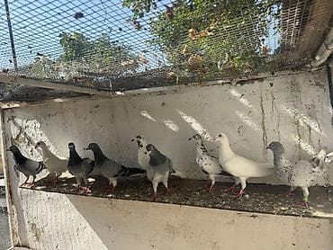 Drakon goyercinler hazir cutde var iclerinde tek cut qiynet ferqlidi