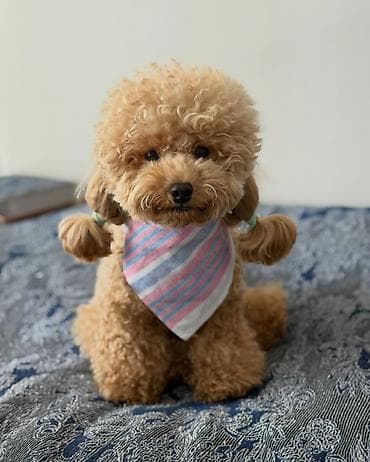 toy pudil: Pudel, 4 ay, Dişi, Peyvəndli, Ödənişli çatdırılma — 6