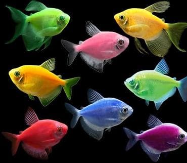 Glofish, Sülhsevər — 1