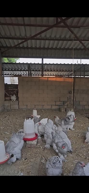 qusarda inek satilir: Boz rəngli Brahma cinsli toyuqlar 10 toyuq 3 xoruz — 3