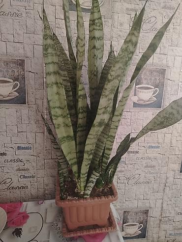 dekor guller: Sansevieria (Qaynanadili) – dekorativ ev bitkisi - Növ: Sansevieria — 1