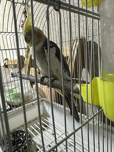 tutuquşu satışı az: Saglam qusdur qefesle birlikde verilir — 1
