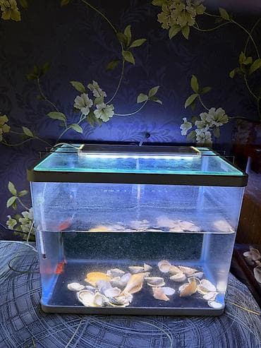 akvarium lampa: LED işıqlı şüşə akvarium - Material: şəffaf şüşə korpus, üstündə şüşə — 1