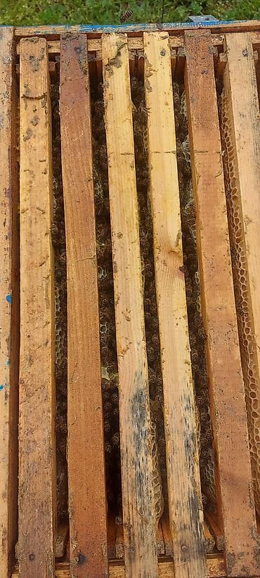 ari yesiyi satilir: Təcili satılır 4 yeşikdir anaları payızın anasıdır cavan — 2