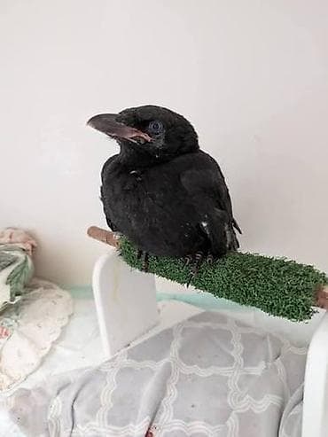 korella quşu: Kimde sekildeki qara qarğa balasi tapsa menle elaqe saxlasin 3 denesin — 1