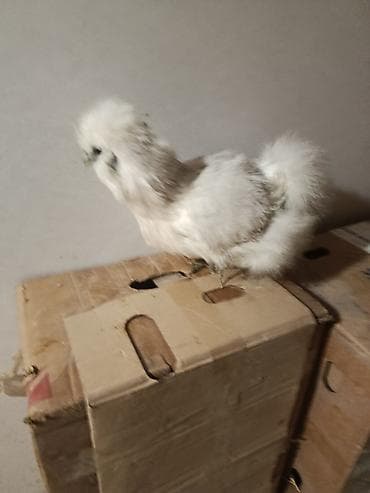 kənd toyuqu: Toyuq, Damazlıq — 2