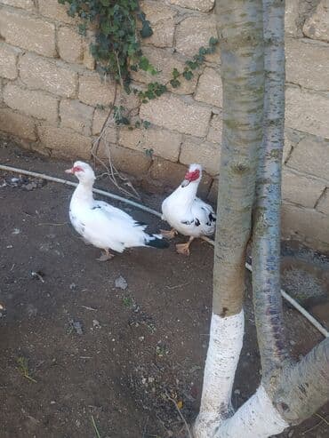 Inəklər, öküzlər: Erkək, | Lal ördək, Damazlıq, Ünvandan götürmə — 2