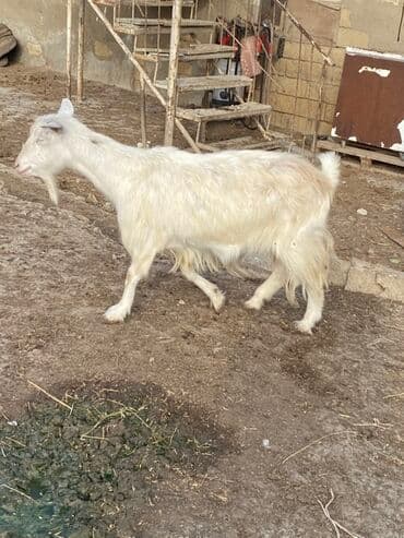 Quzu: 2 ci qarina bogazdi 3 ayliq teze doganda 2 litr sud verir — 1