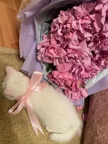 ev heyvanlari satisi: Britan — 9