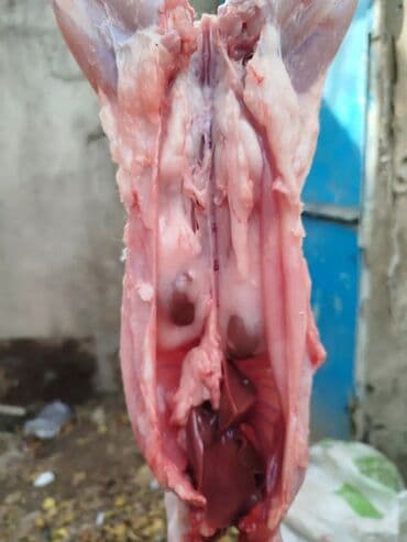 baliq topdan satis: Dovşan eti halal kesilmiş halal ceki 1 ededi gelir 1k.800q. 1k.500q — 44