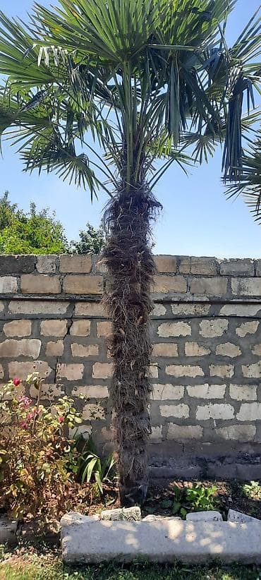 Palma ağacları 5i bir yerde satılır unvan Bərdə rayonu - Növ — 2