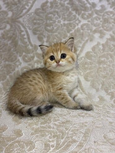 şotlan pişik: Şotland yastı qulaq, Erkək, Dişi, Yaxşı əllərə, Ünvandan götürmə, Pulsuz çatdırılma, Ödənişli çatdırılma — 217