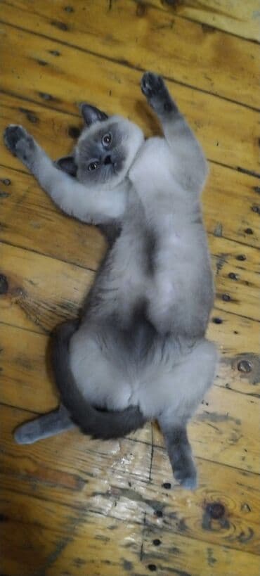 pişik latoku: Britan, Dişi — 5