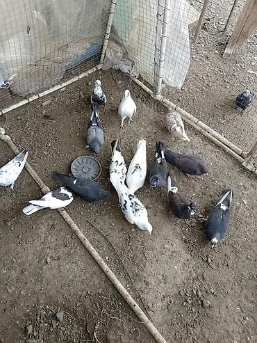 mal qara qusar: Salam kom satirlir 4 m dan isdeyen elaqe saxlasin asaqi yeri olmaz! — 3