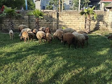 pomeranian spitz qiymeti: Satışda qoyun sürüsü. - Növ: qarışıq yerli cinslər (ağ, qəhvəyi və — 1