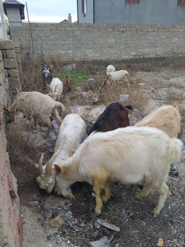 Inəklər, öküzlər: Qoyun-keçi sürüsü - Tərkibi: müxtəlif rənglərdə yerli cins keçilər və — 1