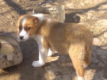 ucuz ev itləri: Alabay, Dişi — 2