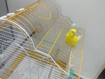 3 кореллы (2 самца, 1 самка) 1 волнистик (самка) Все с клетками и