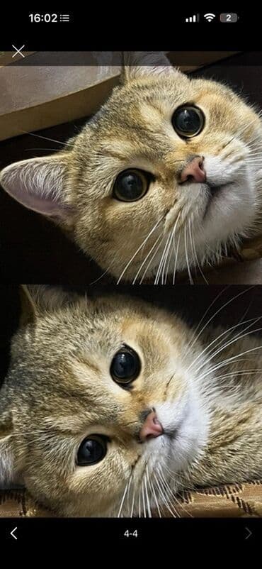 şotlant pisiyi: Britan, Dişi — 3