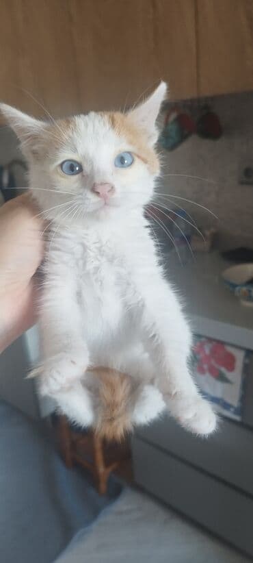 munchkin pişik: Котенок, 1.5 месяца, мальчик, глаза голубые, белый с рыжими — 8