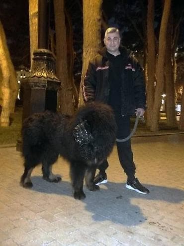 dogo argentin: Cinsi və peyvənd olunmuş İtləri gəzdirmək, saxlamaq, çimizdirmək — 4