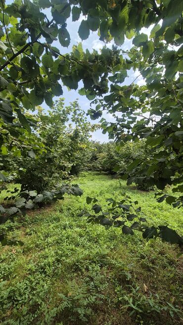 findiq ləpəsi: Xaçmaz rayonu, Qaracəlli kəndində möhtəşəm bağ sahəsi satılır! — 1
