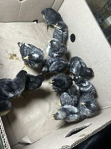 Toyuq cücələri, Damazlıq, Ünvandan götürmə, Ödənişli çatdırılma — 2