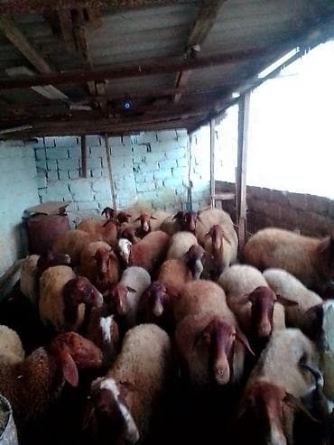 kanqal satilir: 27 baş kom heyvan satılır istəyən olsa yazsın videosunu atım baxın — 3