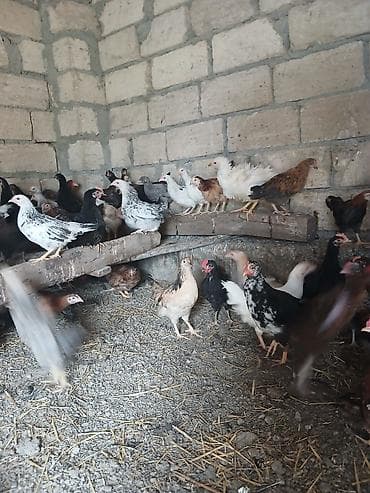 bulbul satışı: Toyuq cücələri, Damazlıq — 2