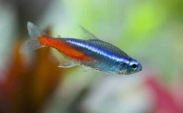 продажа аквариумных рыбок: Neon balığı, Sülhsevər, Ünvandan götürmə, Pulsuz çatdırılma, Ödənişli çatdırılma — 1