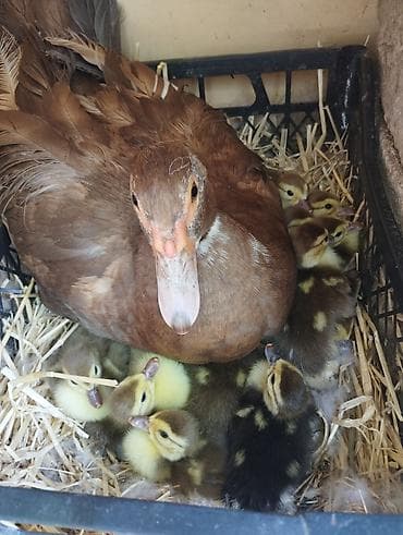 dişi labrador: Muscovy (indi) ördəyi və civcivləri - Cins: Muscovy/indi ördəyi - — 2